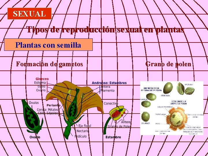 SEXUAL Tipos de reproducción sexual en plantas Plantas con semilla Formación de gametos Grano