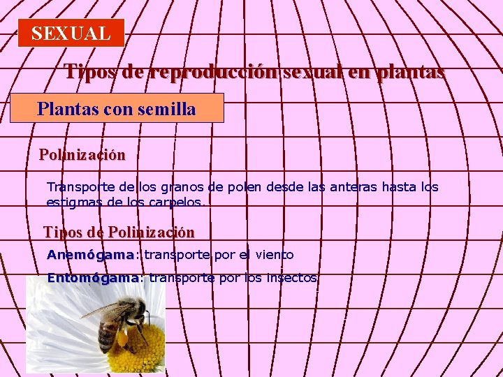 SEXUAL Tipos de reproducción sexual en plantas Plantas con semilla Polinización Transporte de los