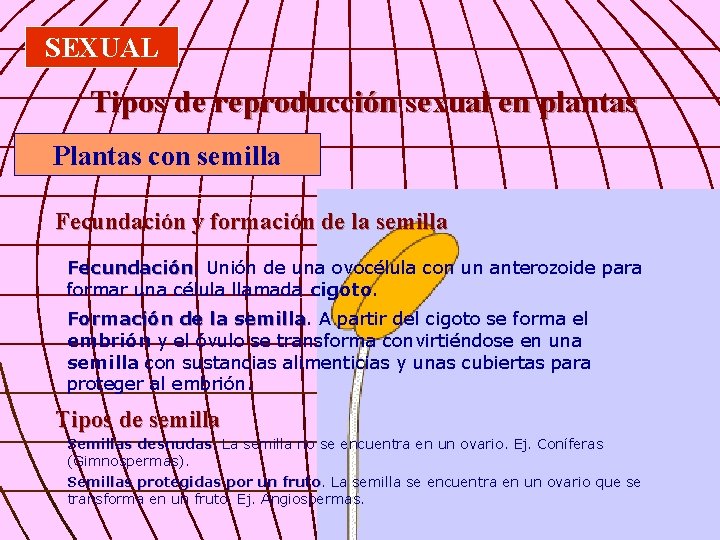 SEXUAL Tipos de reproducción sexual en plantas Plantas con semilla Fecundación y formación de