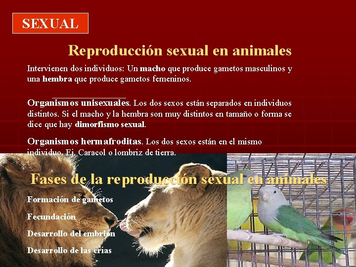 SEXUAL Reproducción sexual en animales Intervienen dos individuos: Un macho que produce gametos masculinos