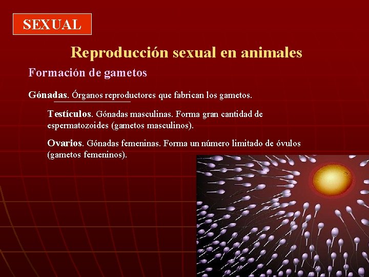 SEXUAL Reproducción sexual en animales Formación de gametos Gónadas. Órganos reproductores que fabrican los