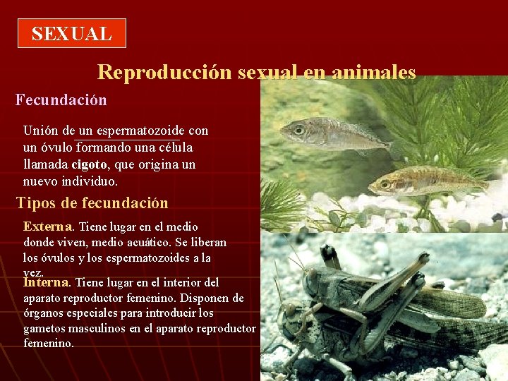 SEXUAL Reproducción sexual en animales Fecundación Unión de un espermatozoide con un óvulo formando