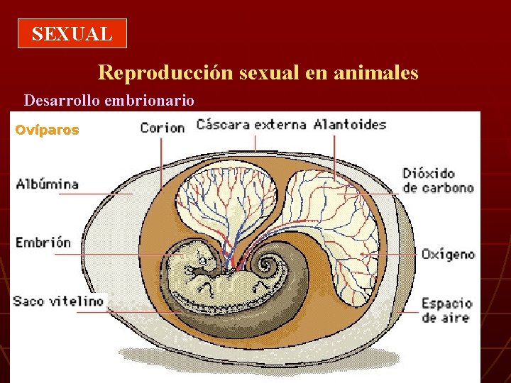 SEXUAL Reproducción sexual en animales Desarrollo embrionario Ovíparos 