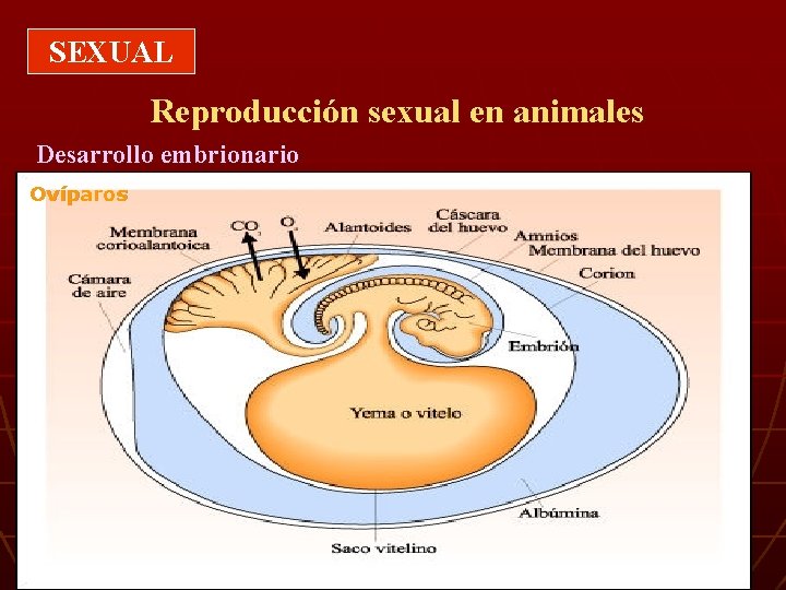 SEXUAL Reproducción sexual en animales Desarrollo embrionario Ovíparos 