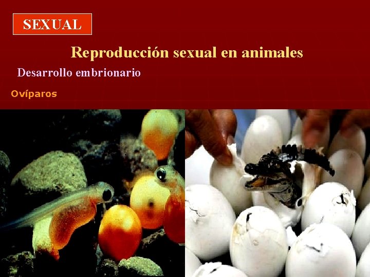 SEXUAL Reproducción sexual en animales Desarrollo embrionario Ovíparos 