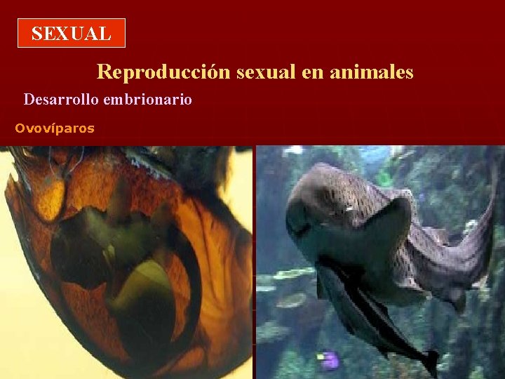 SEXUAL Reproducción sexual en animales Desarrollo embrionario Ovovíparos 