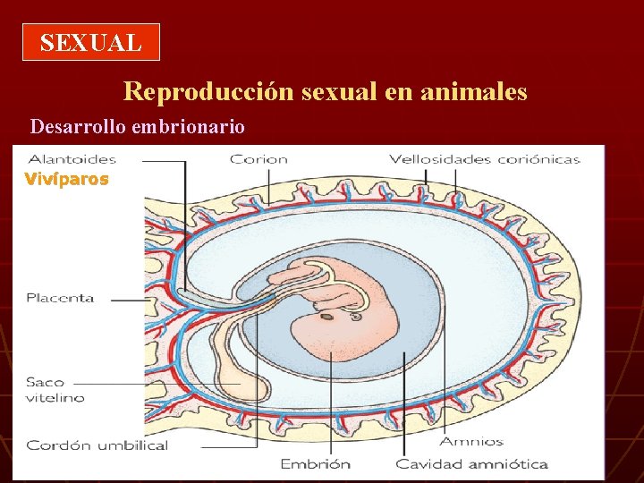 SEXUAL Reproducción sexual en animales Desarrollo embrionario Vivíparos 