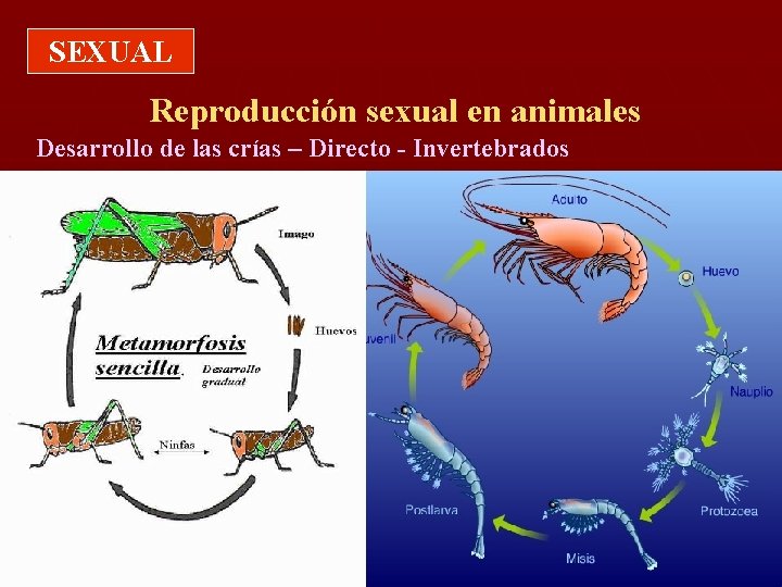 SEXUAL Reproducción sexual en animales Desarrollo de las crías – Directo - Invertebrados 