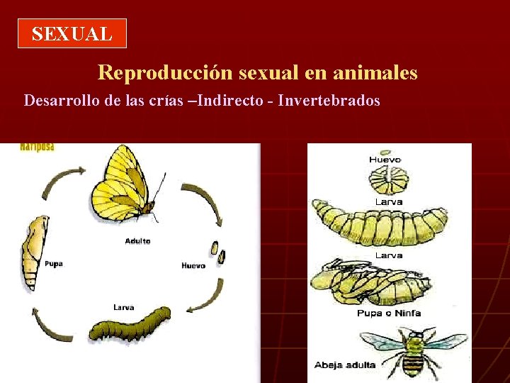 SEXUAL Reproducción sexual en animales Desarrollo de las crías –Indirecto - Invertebrados 