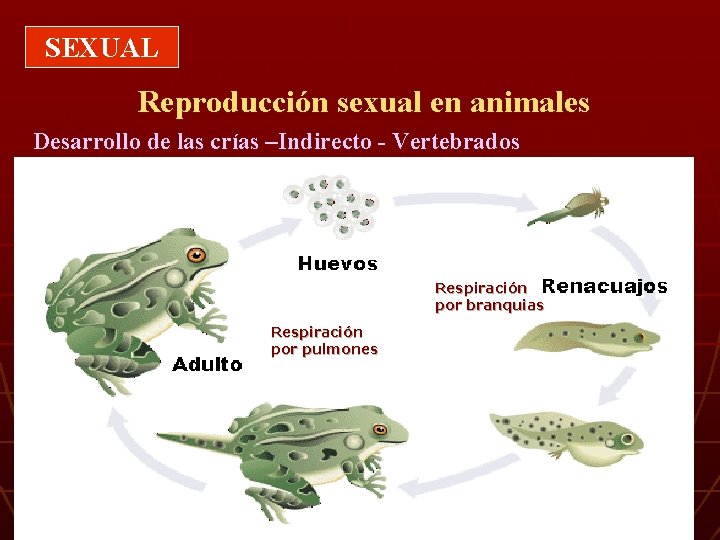 SEXUAL Reproducción sexual en animales Desarrollo de las crías –Indirecto - Vertebrados Respiración por