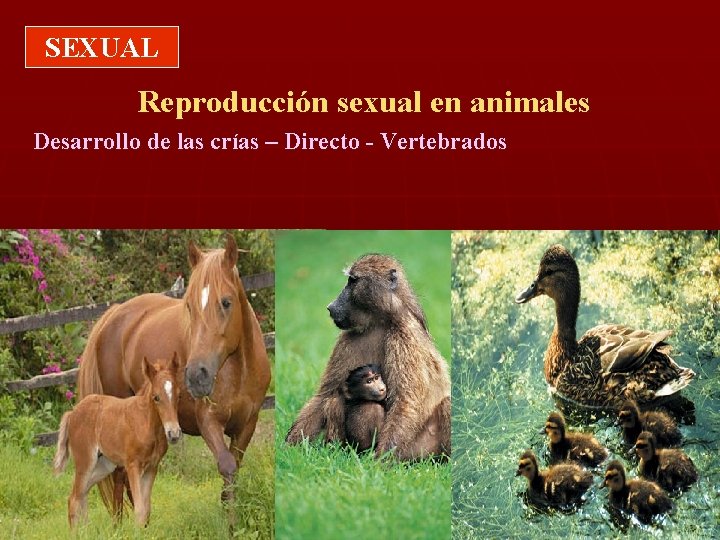 SEXUAL Reproducción sexual en animales Desarrollo de las crías – Directo - Vertebrados 