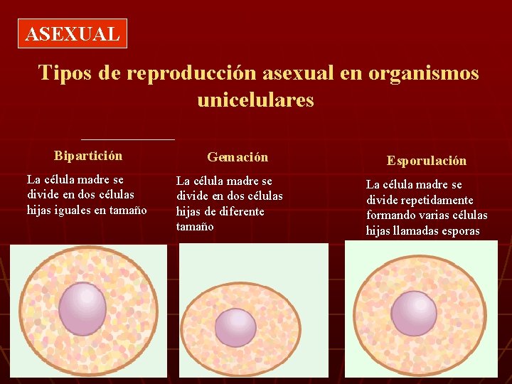 ASEXUAL Tipos de reproducción asexual en organismos unicelulares Bipartición La célula madre se divide