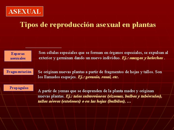 ASEXUAL Tipos de reproducción asexual en plantas Esporas asexuales Fragmentación Propágulos Son células especiales