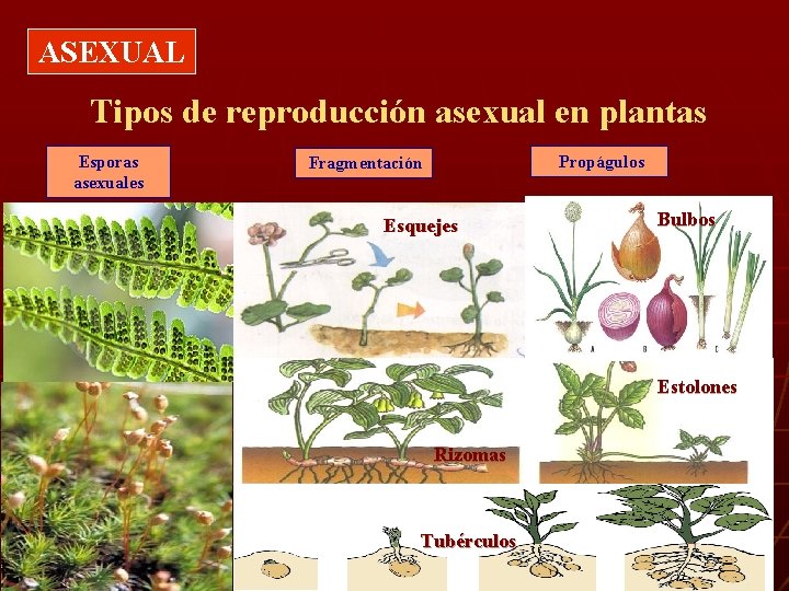 ASEXUAL Tipos de reproducción asexual en plantas Esporas asexuales Propágulos Fragmentación Esquejes Bulbos Estolones