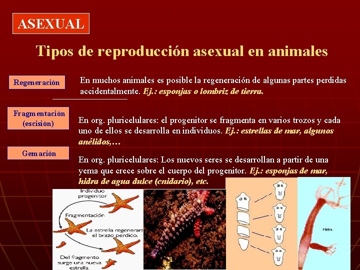 ASEXUAL Tipos de reproducción asexual en animales Regeneración Fragmentación (escisión) Gemación En muchos animales