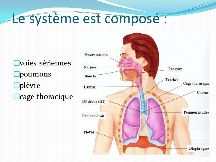 Le système est composé : �voies aériennes �poumons �plèvre �cage thoracique Le système est composé : �voies aériennes �poumons �plèvre �cage thoracique