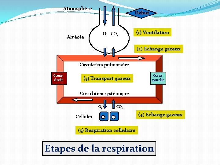 Atmosphère Début O 2 CO 2 Alvéole (1) Ventilation (2) Echange gazeux Circulation pulmonaire Atmosphère Début O 2 CO 2 Alvéole (1) Ventilation (2) Echange gazeux Circulation pulmonaire