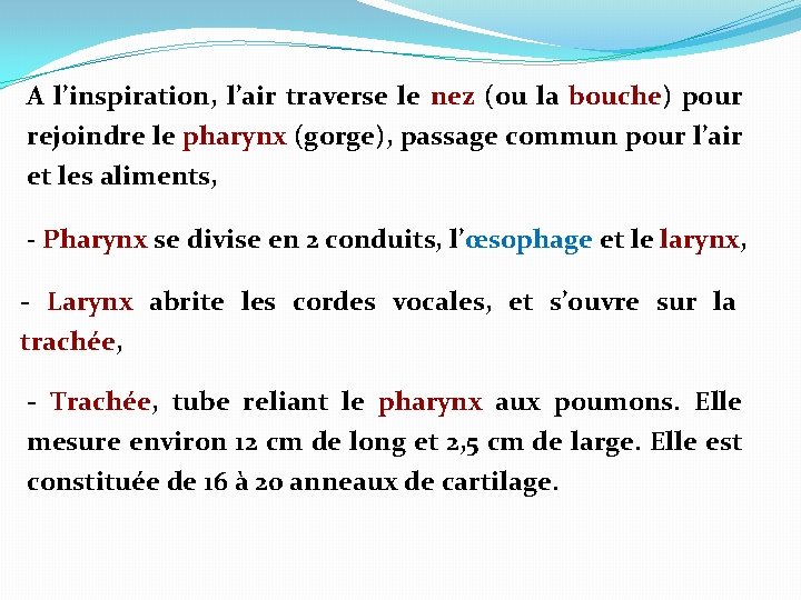 A l’inspiration, l’air traverse le nez (ou la bouche) pour rejoindre le pharynx (gorge), A l’inspiration, l’air traverse le nez (ou la bouche) pour rejoindre le pharynx (gorge),