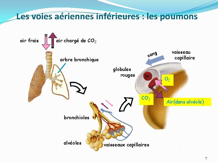 Les voies aériennes inférieures : les poumons air frais air chargé de CO 2 Les voies aériennes inférieures : les poumons air frais air chargé de CO 2