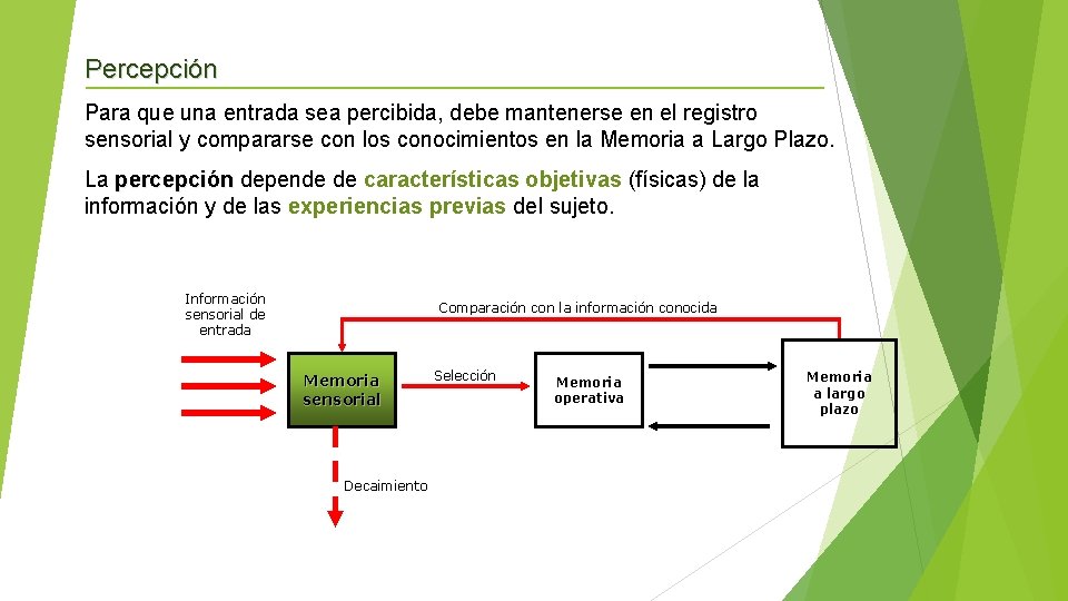 Percepción Para que una entrada sea percibida, debe mantenerse en el registro sensorial y