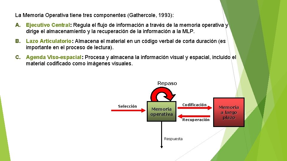 La Memoria Operativa tiene tres componentes (Gathercole, 1993): A. Ejecutivo Central: Regula el flujo