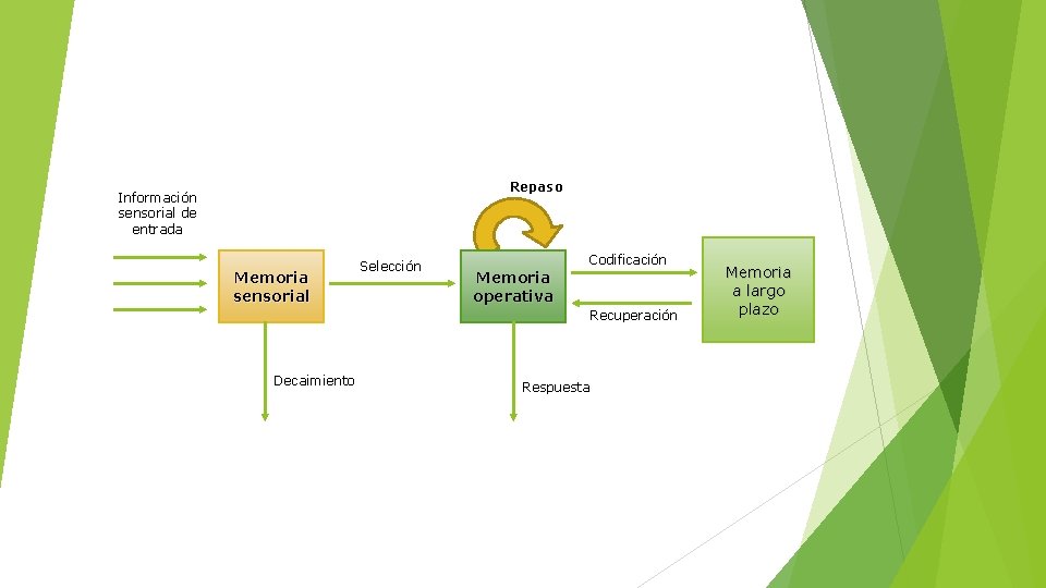 Repaso Información sensorial de entrada Memoria sensorial Selección Codificación Memoria operativa Recuperación Decaimiento Respuesta