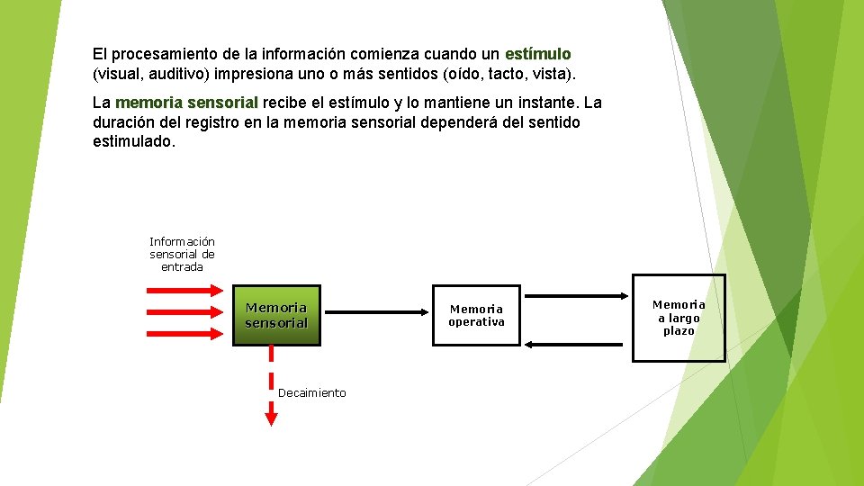 El procesamiento de la información comienza cuando un estímulo (visual, auditivo) impresiona uno o