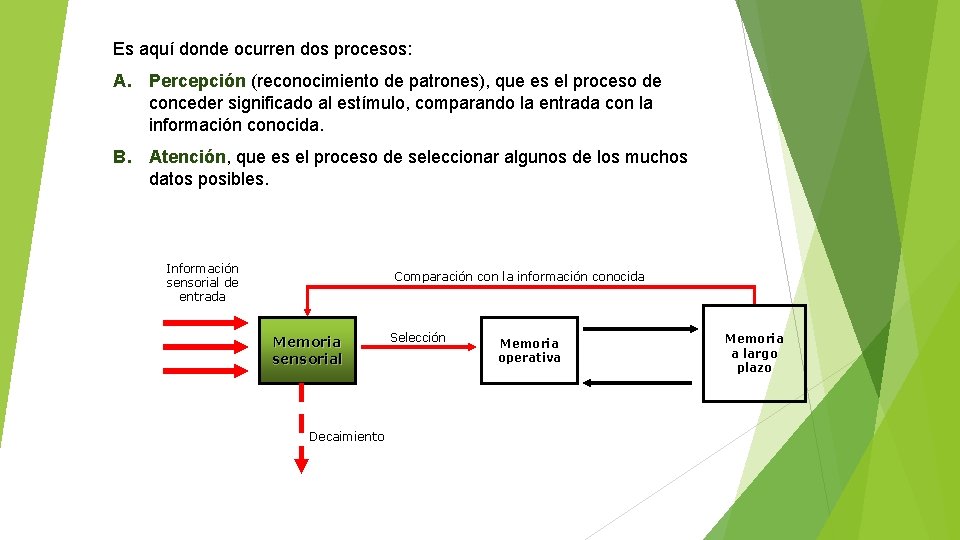 Es aquí donde ocurren dos procesos: A. Percepción (reconocimiento de patrones), que es el