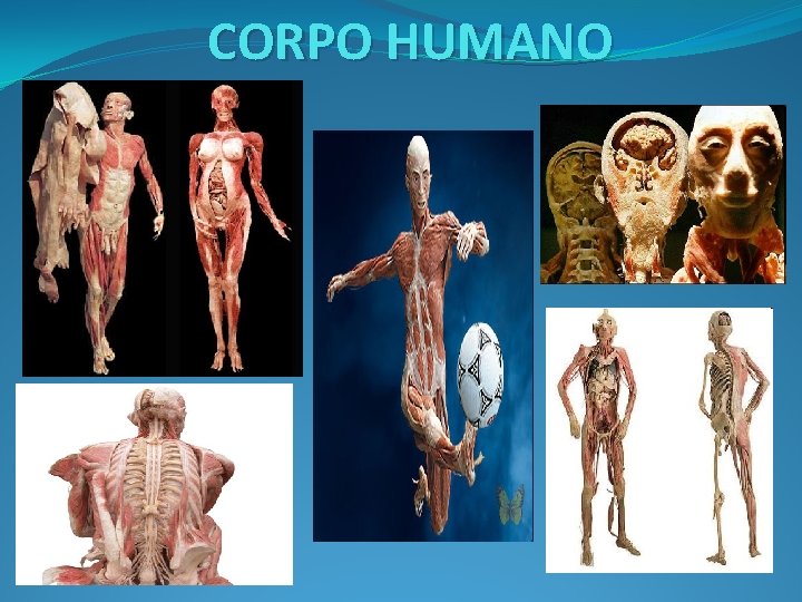 CORPO HUMANO 