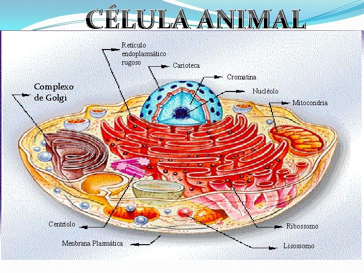 CÉLULA ANIMAL CÉLULA Retículo endoplasmático rugoso Carioteca Complexo de Golgi Centríolo Menbrana Plasmática Cromatina