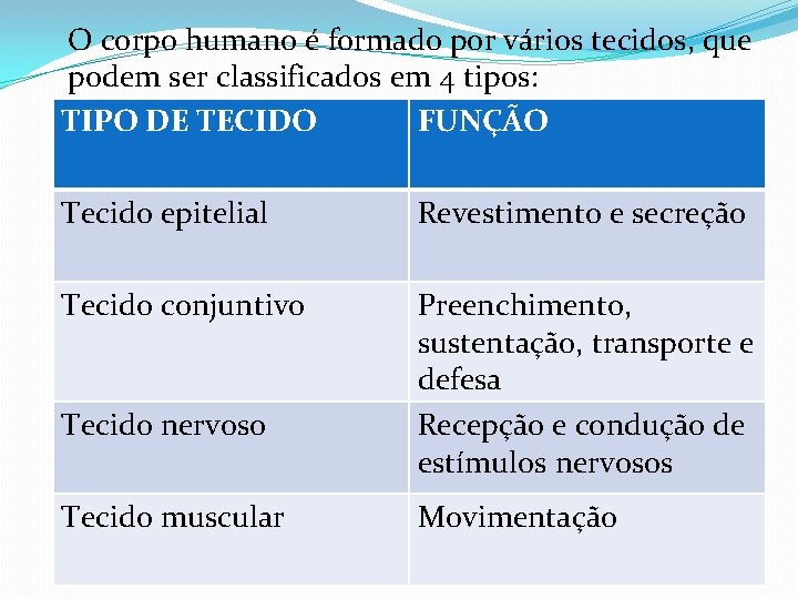 O corpo humano é formado por vários tecidos, que podem ser classificados em 4