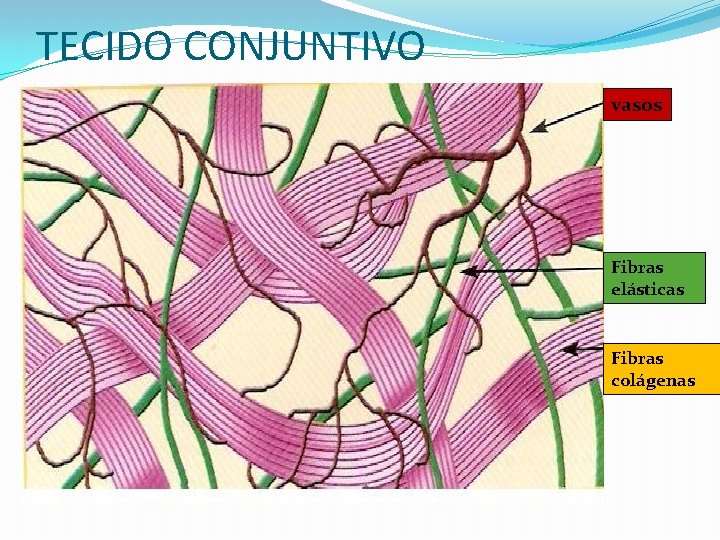 TECIDO CONJUNTIVO vasos Fibras elásticas Fibras colágenas 