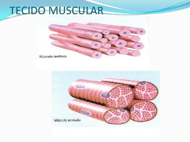 TECIDO MUSCULAR 