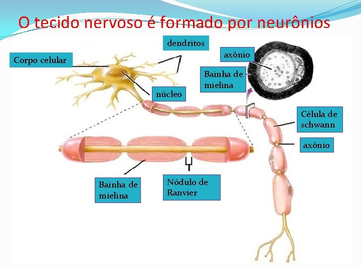 O tecido nervoso é formado por neurônios dendritos axônio Corpo celular núcleo Bainha de