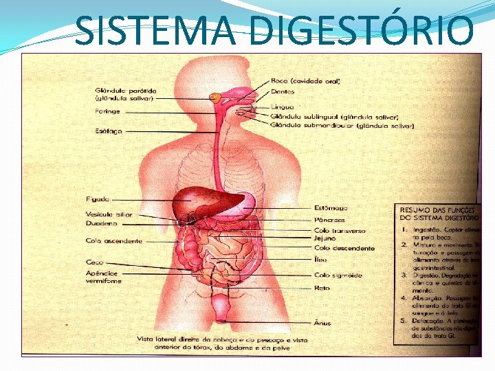 SISTEMA DIGESTÓRIO 