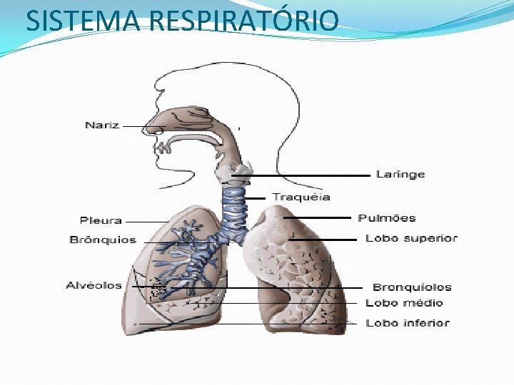 SISTEMA RESPIRATÓRIO 