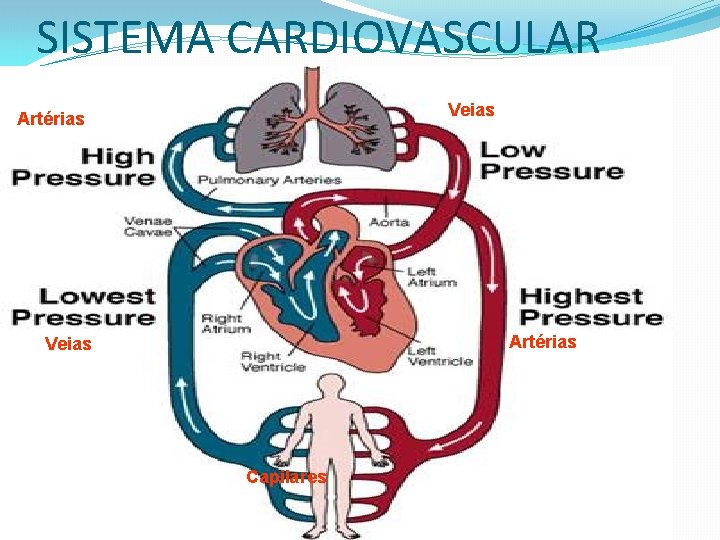 SISTEMA CARDIOVASCULAR Veias Artérias Veias Capilares 