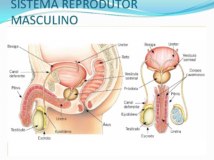 SISTEMA REPRODUTOR MASCULINO 