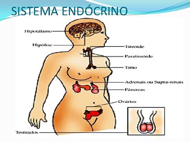 SISTEMA ENDÓCRINO 