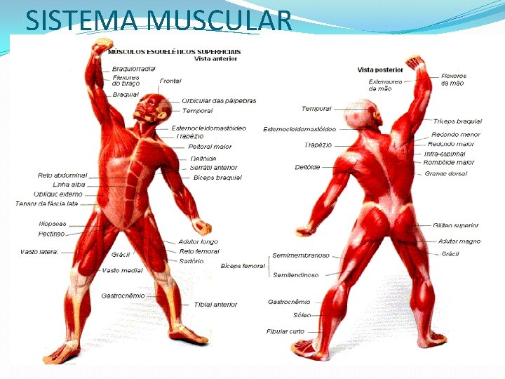 SISTEMA MUSCULAR 