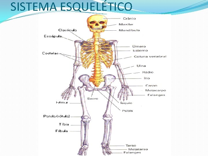 SISTEMA ESQUELÉTICO 