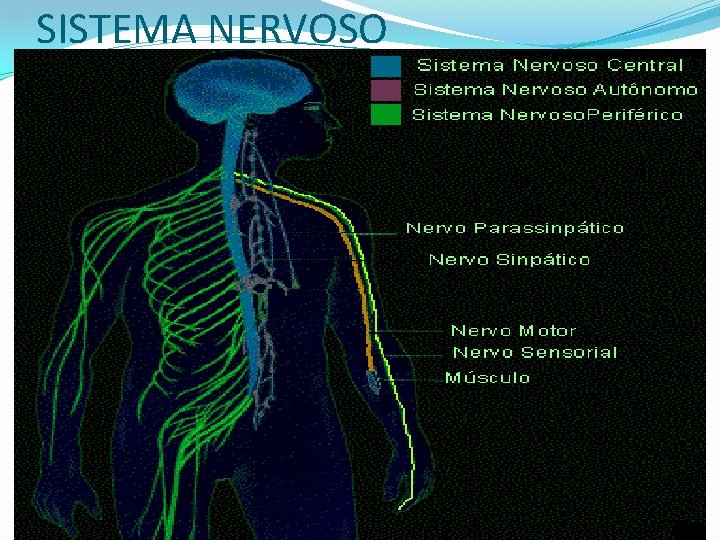 SISTEMA NERVOSO 