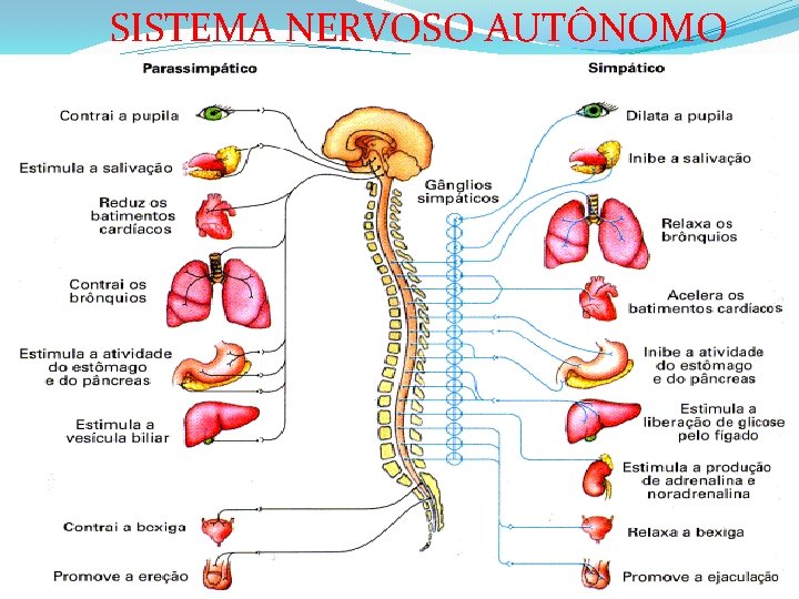 SISTEMA NERVOSO AUTÔNOMO 