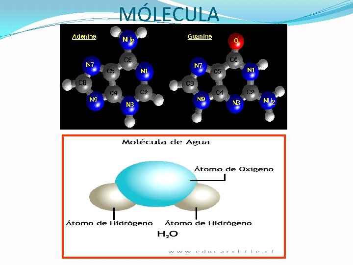 MÓLECULA 