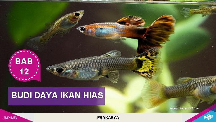 BAB 12 BUDI DAYA IKAN HIAS Sumber: shutterstock. com PRAKARYA 