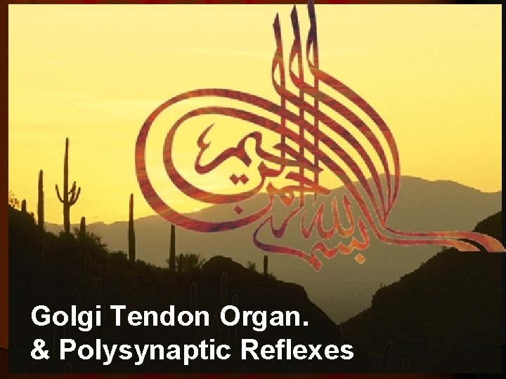 Golgi Tendon Organ. & Polysynaptic Reflexes 