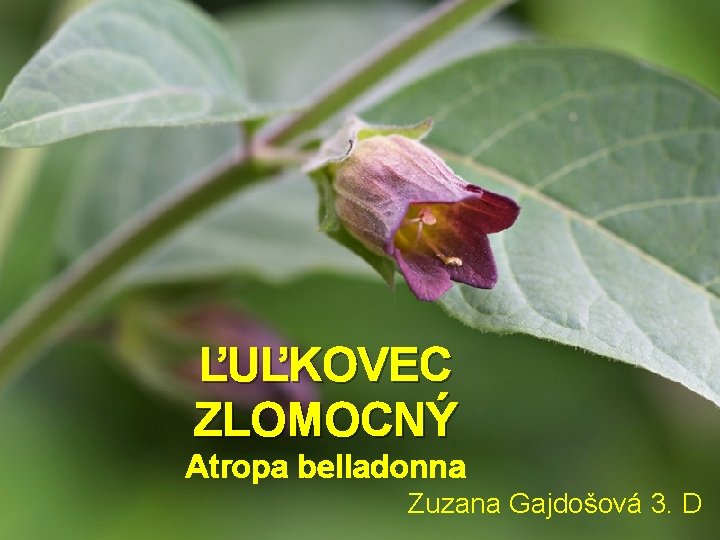 ĽUĽKOVEC ZLOMOCNÝ Atropa belladonna Zuzana Gajdošová 3. D 