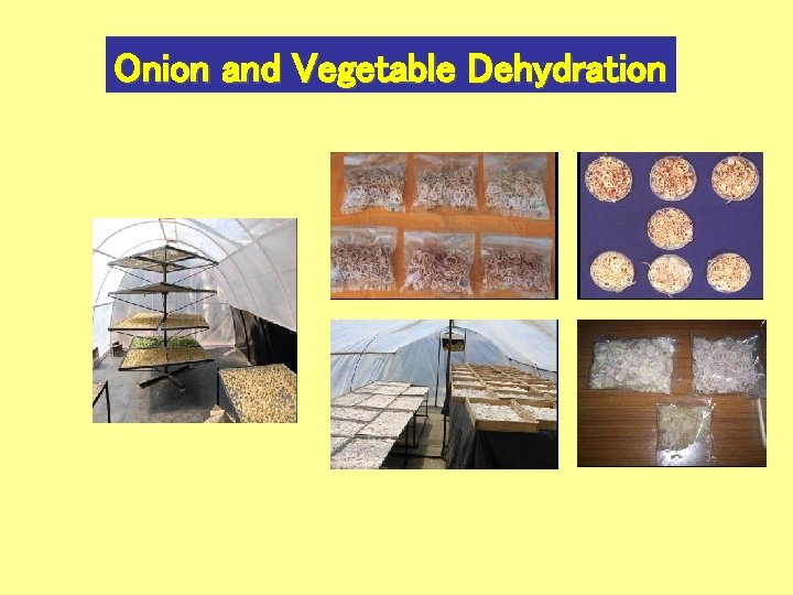 Onion and Vegetable Dehydration 