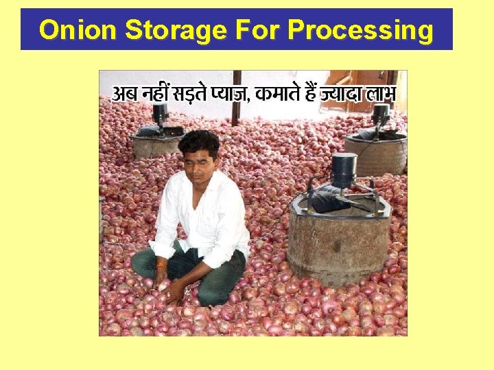 Onion Storage For Processing 