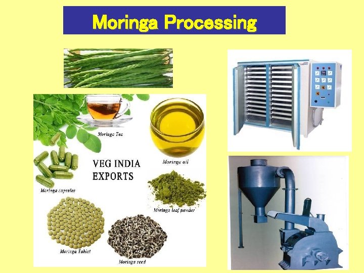 Moringa Processing 